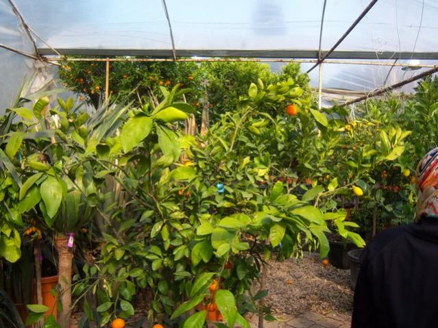 Name:  100_5101.jpg
Views: 420
Size:  67.2 KB