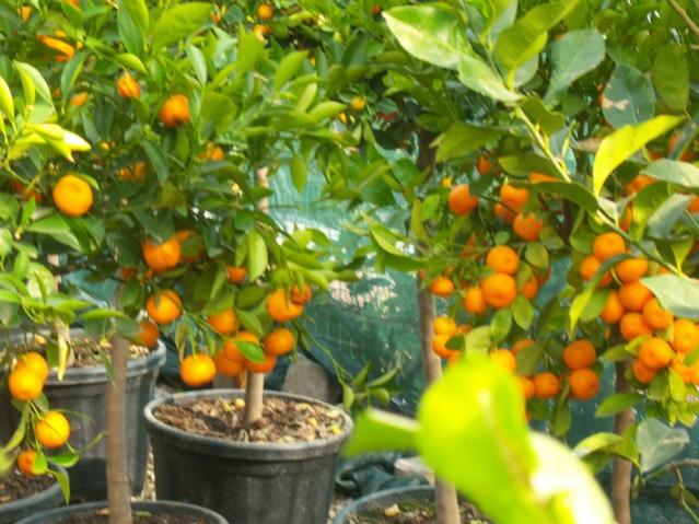 Name:  100_5104.jpg
Views: 424
Size:  58.2 KB