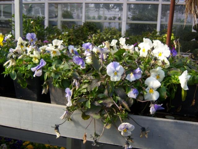 Name:  100_5111.jpg
Views: 383
Size:  58.2 KB