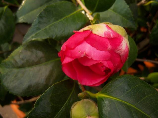 Name:  100_5114.jpg
Views: 375
Size:  31.3 KB