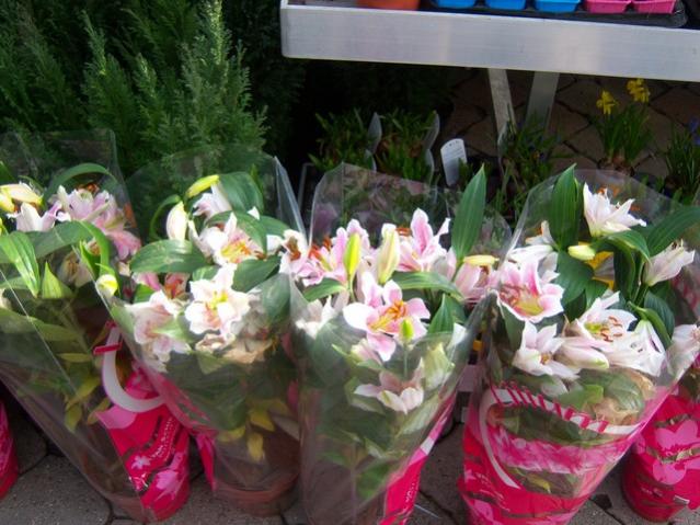 Name:  100_5117.jpg
Views: 383
Size:  55.3 KB