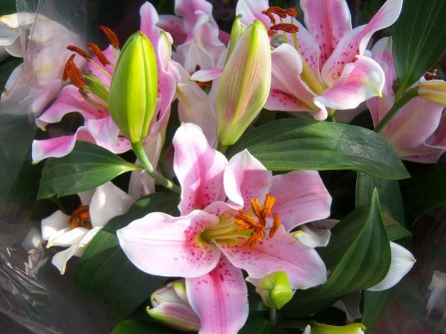 Name:  100_5118.jpg
Views: 389
Size:  46.0 KB