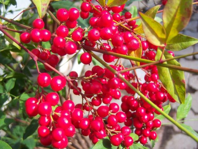 Name:  100_5122.jpg
Views: 449
Size:  60.8 KB