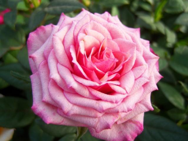 Name:  100_5127.jpg
Views: 485
Size:  37.5 KB