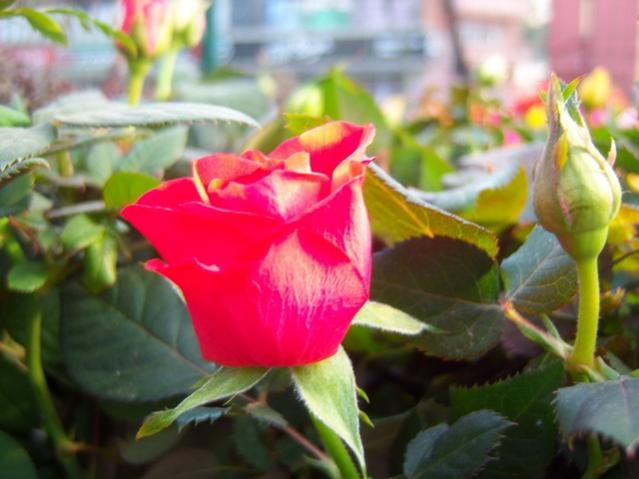 Name:  100_5131.jpg
Views: 400
Size:  38.6 KB