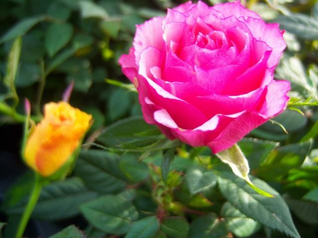 Name:  100_5132.jpg
Views: 389
Size:  39.0 KB