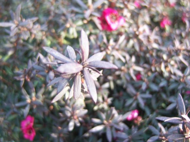 Name:  100_5133.jpg
Views: 400
Size:  45.6 KB