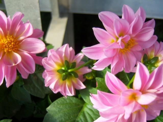 Name:  100_5137.jpg
Views: 406
Size:  38.9 KB