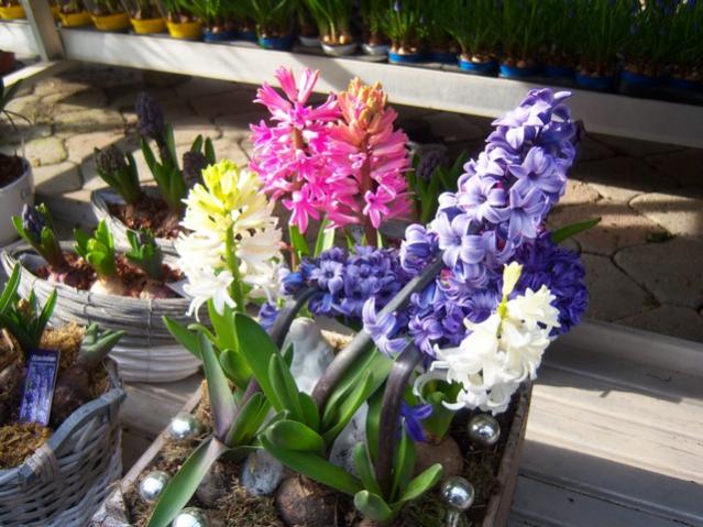 Name:  100_5139.jpg
Views: 398
Size:  59.7 KB
