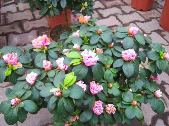 Name:  100_5147.jpg
Views: 389
Size:  58.9 KB