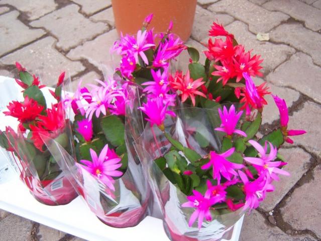 Name:  100_5150.jpg
Views: 504
Size:  56.3 KB