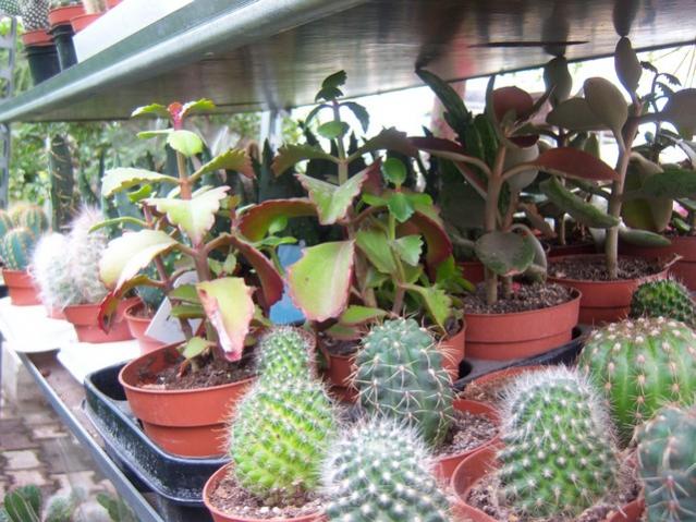 Name:  100_5154.jpg
Views: 383
Size:  63.8 KB