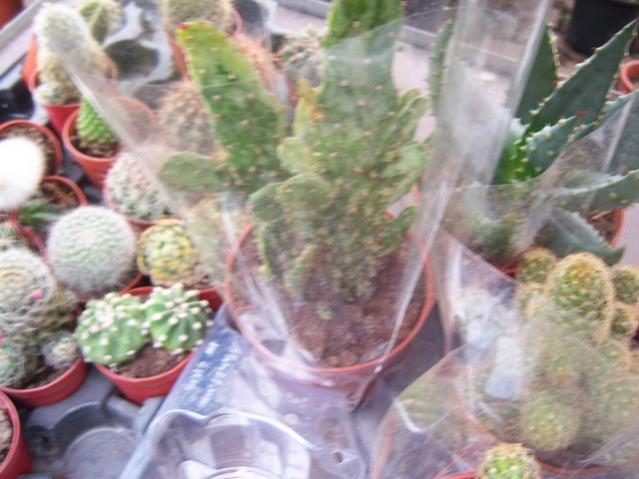 Name:  100_5156.jpg
Views: 398
Size:  45.7 KB