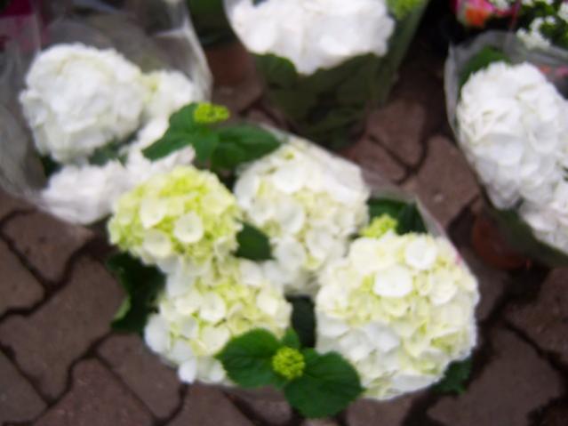 Name:  100_5157.jpg
Views: 385
Size:  29.5 KB