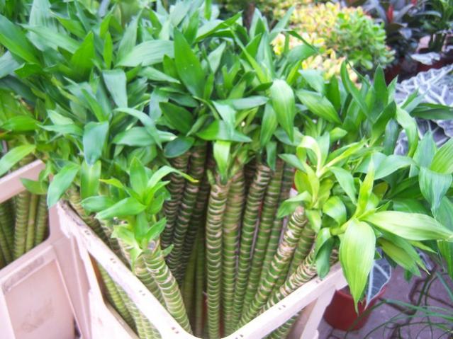 Name:  100_5158.jpg
Views: 420
Size:  58.6 KB