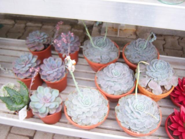 Name:  100_5161.jpg
Views: 401
Size:  40.3 KB