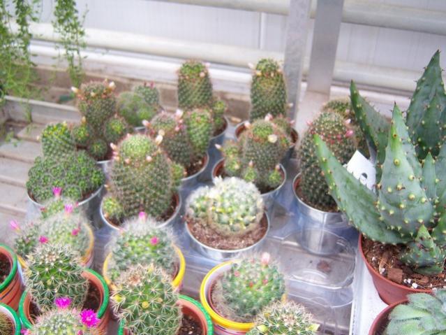 Name:  100_5162.jpg
Views: 405
Size:  57.1 KB