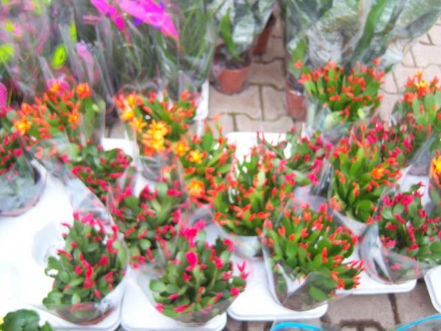 Name:  100_5166.jpg
Views: 385
Size:  53.6 KB