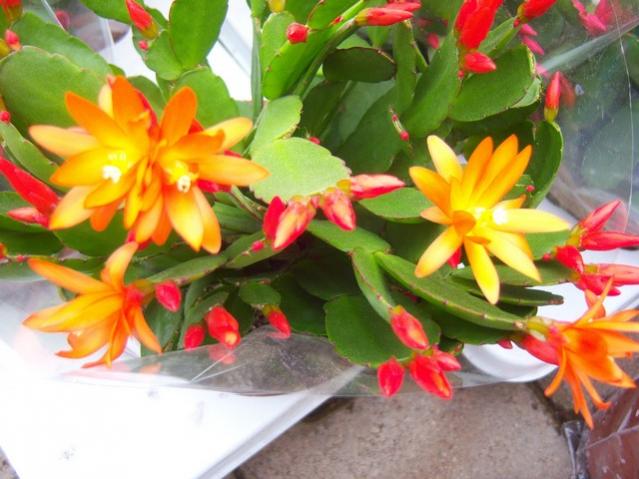 Name:  100_5167.jpg
Views: 404
Size:  47.8 KB