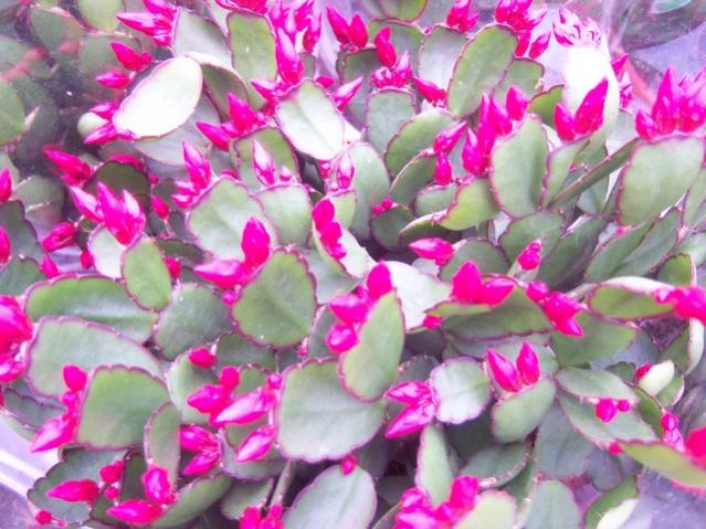 Name:  100_5168.jpg
Views: 457
Size:  59.2 KB
