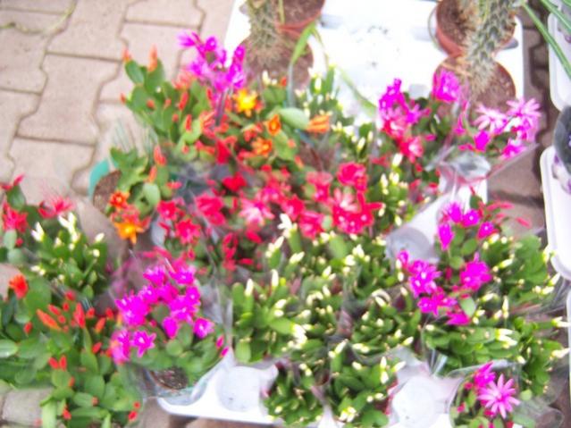 Name:  100_5171.jpg
Views: 370
Size:  56.6 KB