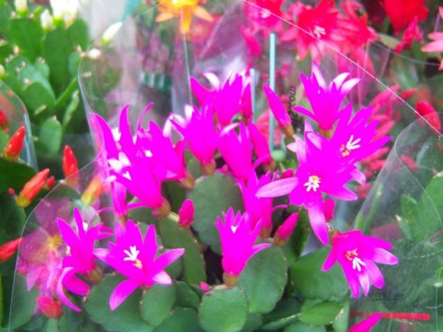 Name:  100_5172.jpg
Views: 381
Size:  48.4 KB