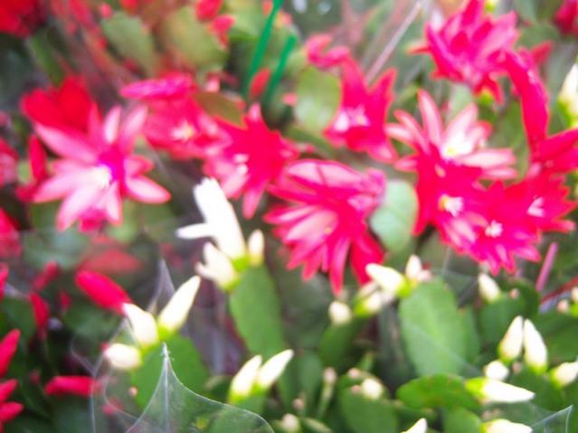 Name:  100_5173.jpg
Views: 391
Size:  39.5 KB