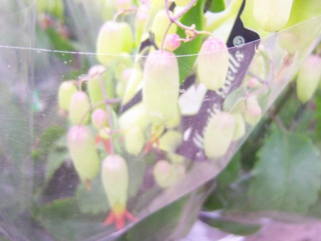 Name:  100_5174.jpg
Views: 372
Size:  28.2 KB