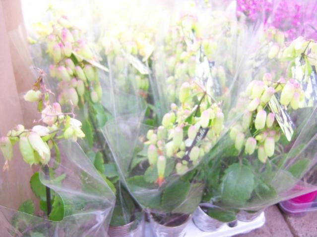 Name:  100_5175.jpg
Views: 426
Size:  39.3 KB