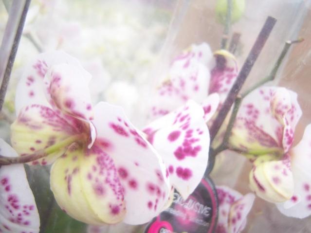 Name:  100_5188.jpg
Views: 353
Size:  30.5 KB