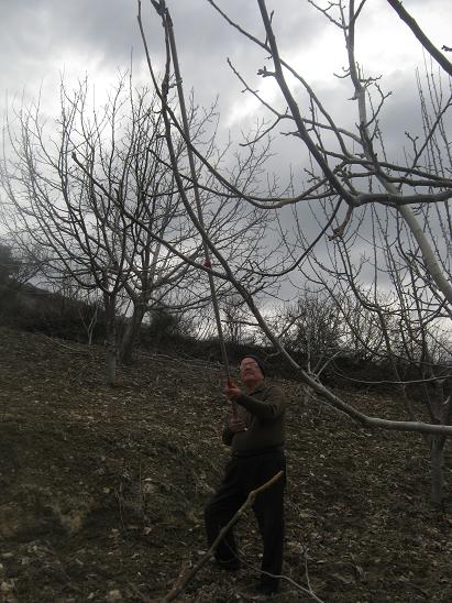 Name:  ceviz budama.JPG
Views: 2329
Size:  66.0 KB