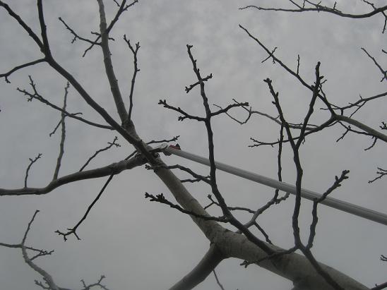 Name:  budama aleti1.JPG
Views: 1863
Size:  43.8 KB