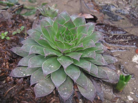 Name:  sempervivum.JPG
Views: 1512
Size:  58.0 KB