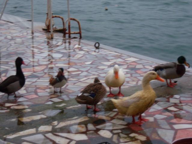 Name:  100_5217.jpg
Views: 519
Size:  41.2 KB
