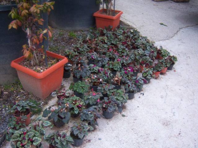 Name:  100_5249.jpg
Views: 799
Size:  53.5 KB