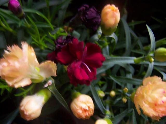Name:  100_5258.jpg
Views: 711
Size:  34.2 KB