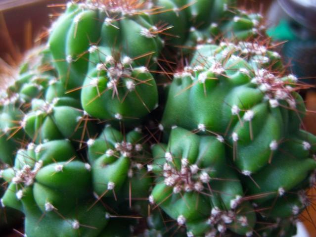 Name:  100_5261.jpg
Views: 561
Size:  46.2 KB