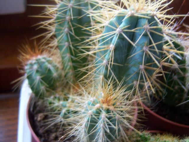 Name:  100_5262.jpg
Views: 521
Size:  50.7 KB