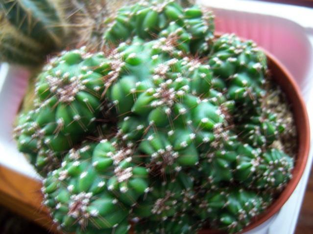 Name:  100_5264.jpg
Views: 525
Size:  49.3 KB