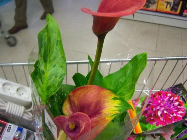 Name:  100_5286.jpg
Views: 515
Size:  41.5 KB