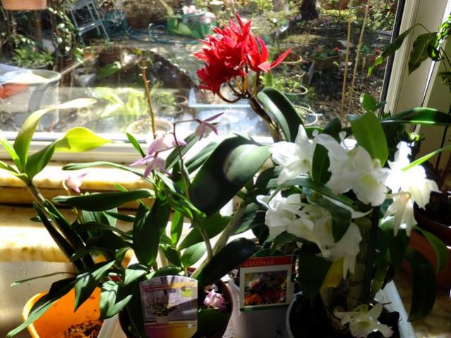 Name:  DSCF0211.jpg
Views: 574
Size:  64.2 KB