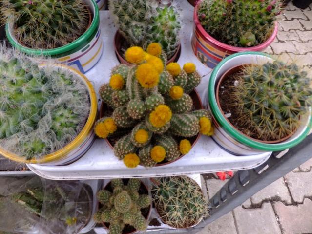 Name:  DSCF0231.jpg
Views: 545
Size:  65.5 KB