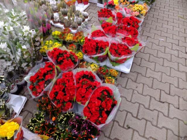 Name:  DSCF0233.jpg
Views: 899
Size:  66.6 KB