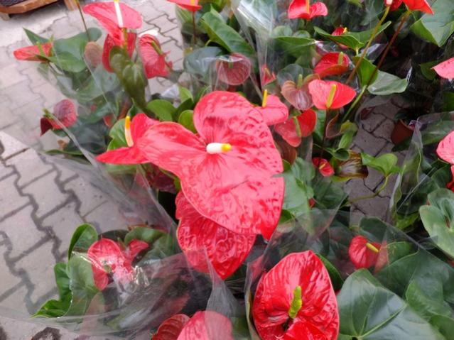 Name:  DSCF0241.jpg
Views: 785
Size:  55.5 KB