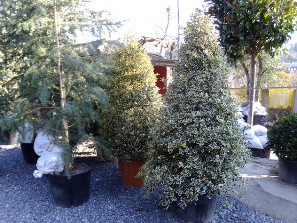 Name:  DSCF0247.jpg
Views: 535
Size:  73.0 KB