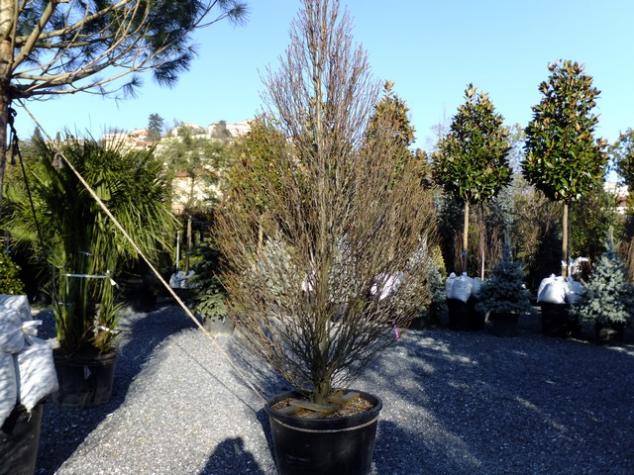 Name:  DSCF0248.jpg
Views: 559
Size:  71.6 KB