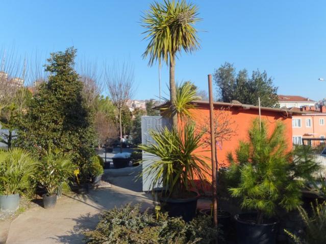 Name:  DSCF0260.jpg
Views: 464
Size:  55.8 KB