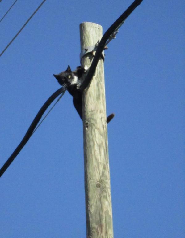 Name:  direkte kedi4.jpg
Views: 1876
Size:  35.0 KB