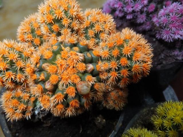 Name:  DSCF0365.jpg
Views: 404
Size:  63.5 KB