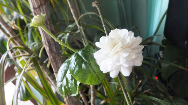 Name:  DSCF0391.jpg
Views: 393
Size:  68.5 KB